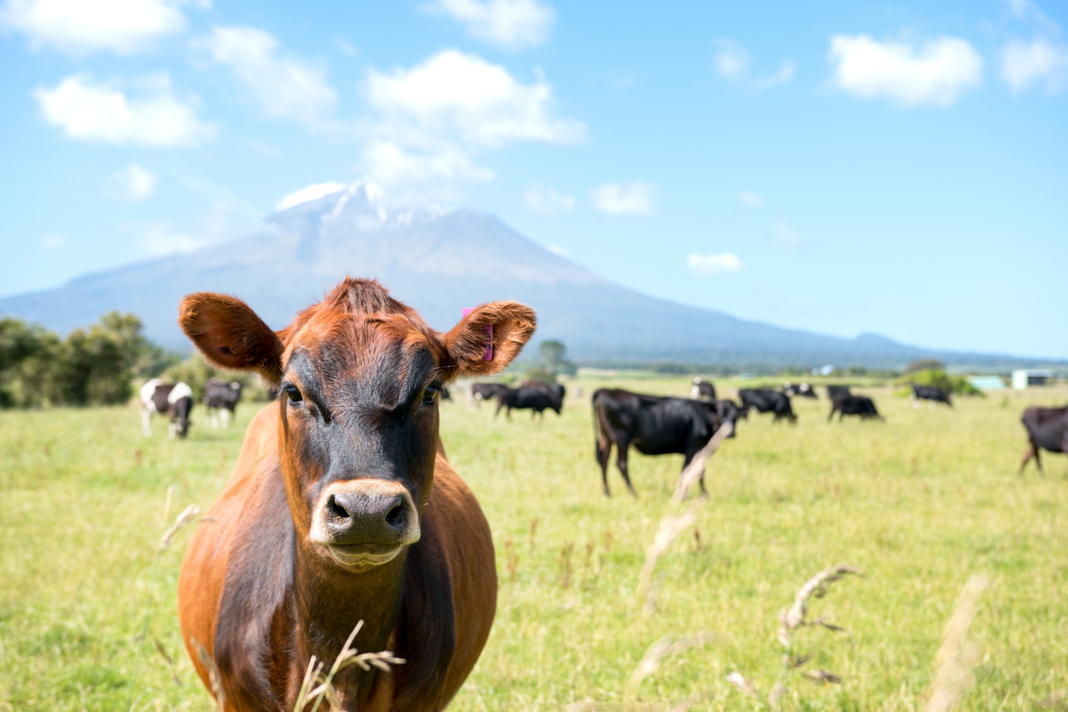 Rural water filtration for homes and sheds